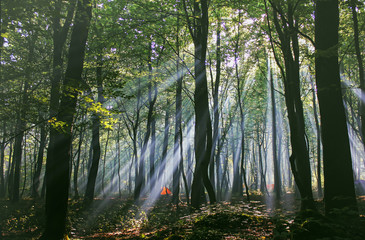Magic forest, sunlight through the trees