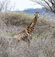 Giraffe seeking food in the South African savannah