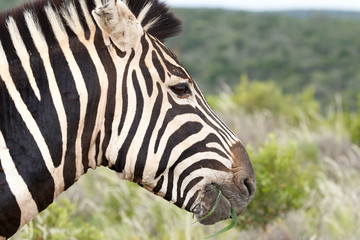Close up of a Zebra eating grass
