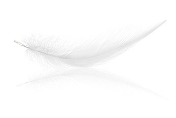pure white soft feather isolated with reflection