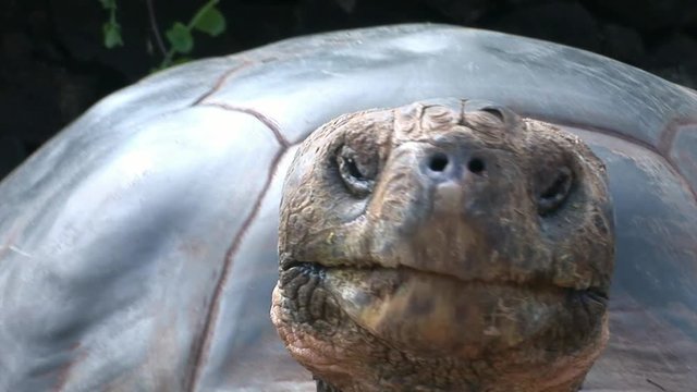 Lonely George is world famous tortoise turtle 400 years old in Galapagos. Amazing reptiles. Wildlife animals. Nature of Ecuador. Herbivorous inhabitants of ocean.