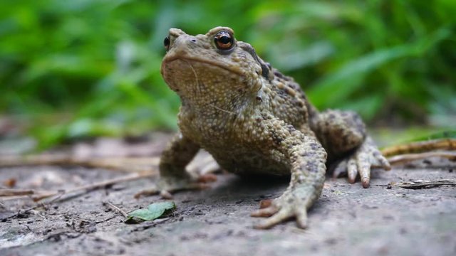 Closeup of the toad
