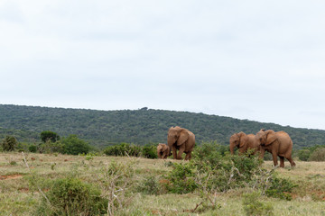 Fototapeta na wymiar Elephants running to the dam