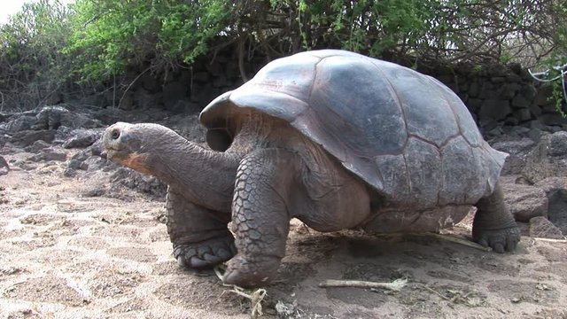Lonely George is world famous tortoise turtle 400 years old in Galapagos. Amazing reptiles. Wildlife animals. Nature of Ecuador. Herbivorous inhabitants of ocean.