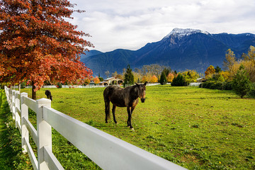Horse, white fence on a farm in British Columbia, Canada