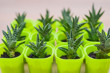 succulents in salad pots