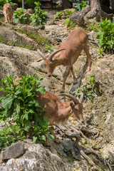 The barbary sheeps walk down the hill