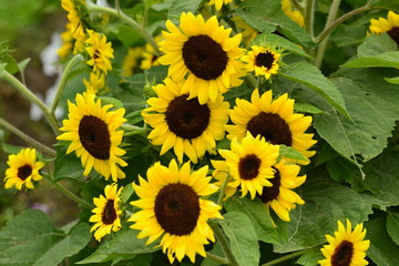 Fototapeta premium Large Wildflowers in Iowa