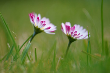 two daisies (bellis perennis) - closeup