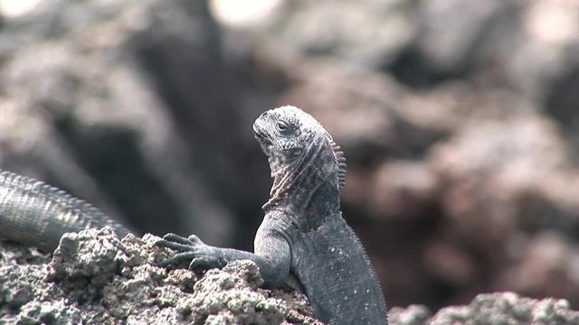 Guana on rocky coast of Galapagos Islands. Amazing reptiles like dinosaurs. Wildlife animals. Nature of Ecuador. Herbivorous inhabitants of ocean.