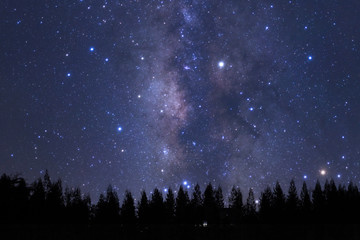 Fototapeta premium Beautiful milkyway and silhouette of pine tree on a night sky before sunrise.