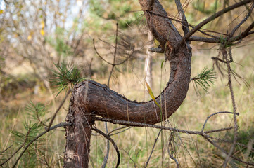 Jeune arbre guerri d'une blessure