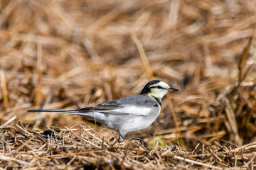 野鳥　ハクセキレイ