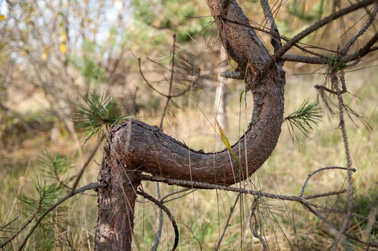 Jeune arbre guerri d'une blessure