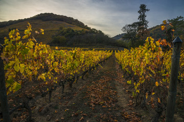 Fototapeta premium vignoble en automne