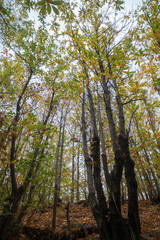 autunno