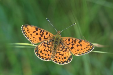 Fototapeta na wymiar Butterfly small pearl-bordered fritillary. Boloria selene. Czech republic