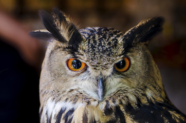 The owl has yellow eyes and a white torso with brown spots.