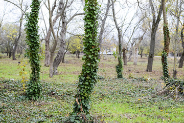 Ivy grows on the trunk of a tree. The plant is a parasite. Ivy poisonous, ivy ordinary.