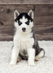 Siberian Husky puppy looking