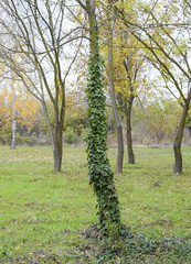 Obraz premium Ivy grows on the trunk of a tree. The plant is a parasite. Ivy poisonous, ivy ordinary.