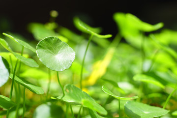 fresh and green leaf for chinese herp for healthly