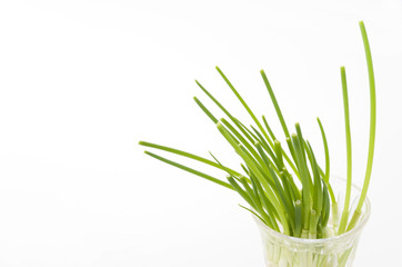 リボーンベジタブル「再生野菜」ネギ