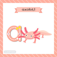 Letter A lowercase cute children colorful zoo and animals ABC alphabet tracing flashcard of Axolotl for kids learning English vocabulary and handwriting vector illustration.