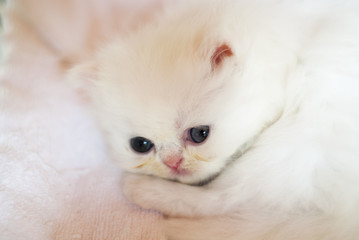 Little white cat is sleeping.