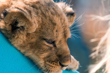Lion cub sitting and pawing up, close up