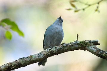 Sayaca Tanager, bird of the Thraupidae family very common in the Atlantic Rainforest. Background out of focus.