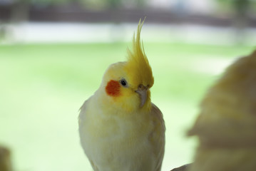 Cockatoo is hanging branches.