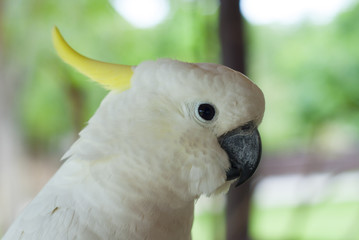 Cockatoo is hanging branches.