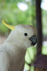 Cockatoo is hanging branches.