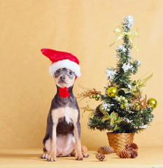 The puppy in the Santa Claus hat sits next to the New Year tree. Little dog posing with Christmas decorations on a beige background. Smooth-haired Russian Toy Terrier. Vertical image.