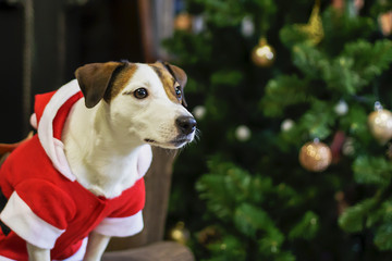 dog in Santa costume