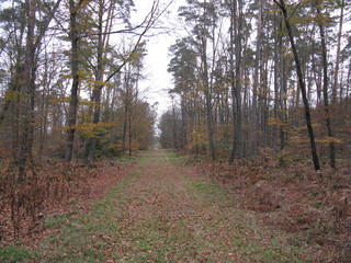 Obraz premium balade en forêt