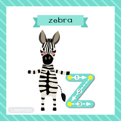 Letter Z lowercase cute children colorful zoo and animals ABC alphabet tracing flashcard of Zebra standing on two legs for kids learning English vocabulary and handwriting vector illustration.