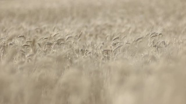 Wheat Grass Field on a Sunny Day