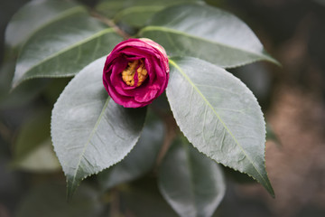 Yuletide Camellia Bloom