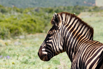 Fototapeta na wymiar Side view of a Zebra standing