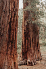 Fototapeta na wymiar Redwood National Park