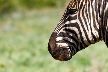 Close up of a Zebra's face