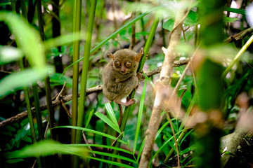 Tarsier hanging on a tree in Cebu, Philippines