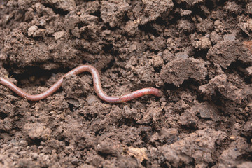 An earthworm on a soil. Earthworm and healthier soil that suitable for planting