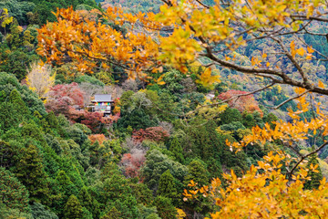 Obraz premium temple with autumn foliage colors, Arashiyama