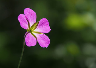 Obraz premium Storchenschnabe