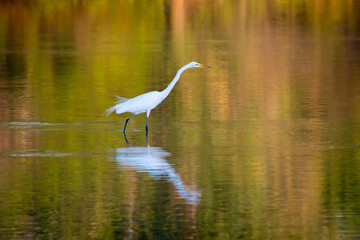 Great Egret