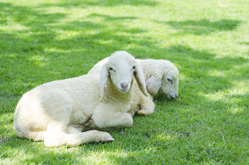 Naklejka premium Two White sheep on a green lawn.