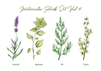 Watercolor herbs set volume 4. Illustration in high resolution. © chelovector